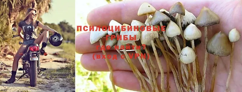 Псилоцибиновые грибы Magic Shrooms  наркотики  Кулебаки 